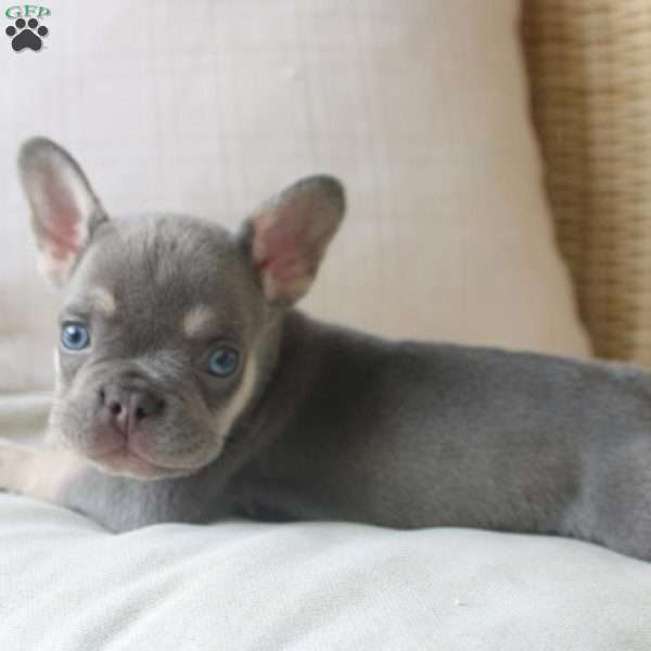 Buddy, French Bulldog Puppy